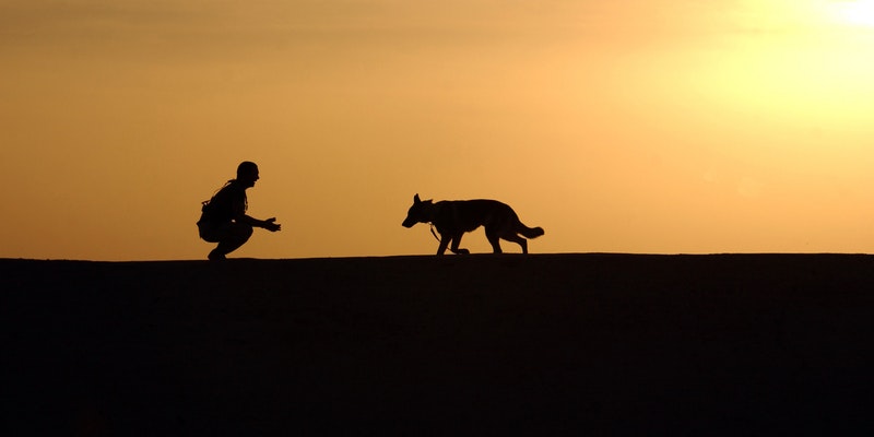 Man and dog at sunset signifying divorce, dividing pensions and pets