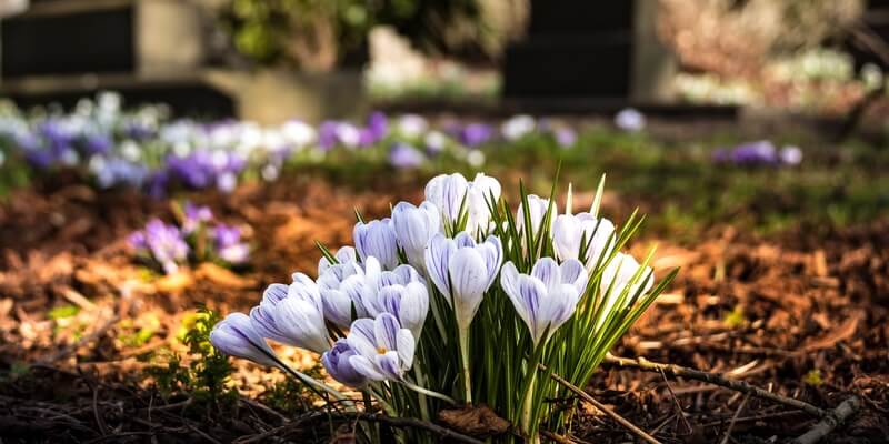 Blue Flowers Blossoming In Cemetery