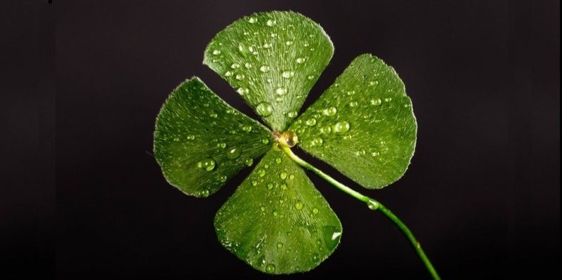Lucky 4 Leafed Clover with Dew