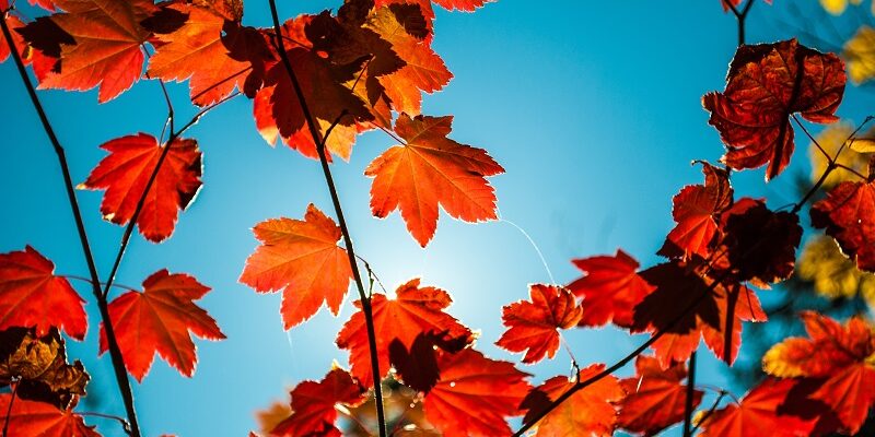 Autumn leaves symbolising life and planning for Lasting Powers of Attorney.