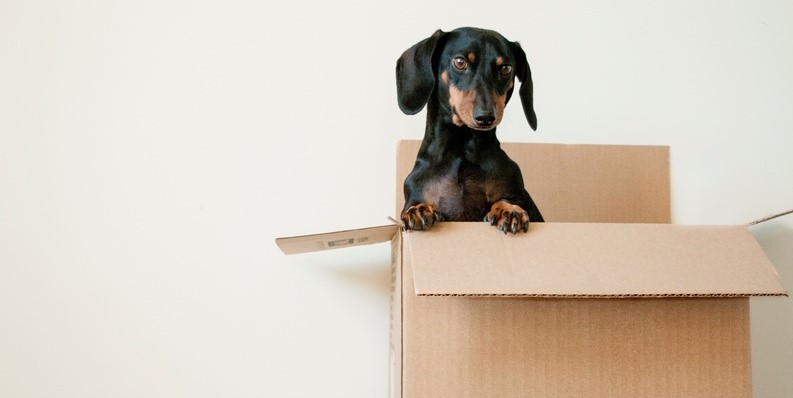 Moving home. A dog in a box.