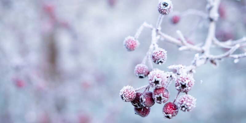 Frosty berries on a branch illustrating 'Are you ready for 2021' updating wills.