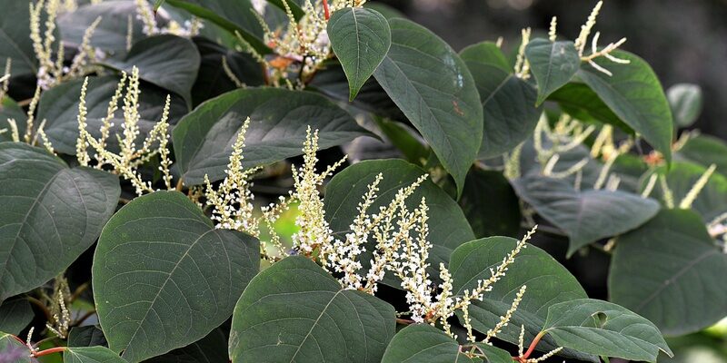 Japanese knotweed leaves and bud to signify damage to property and residential purchase.