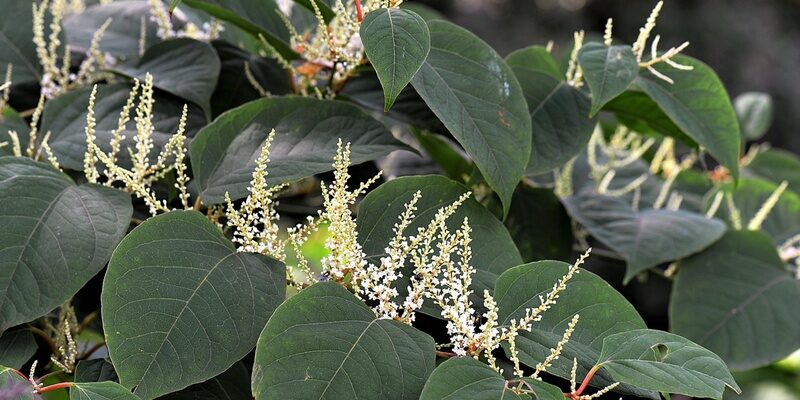 Japanese knotweed leaves and bud to signify damage to property and residential purchase.