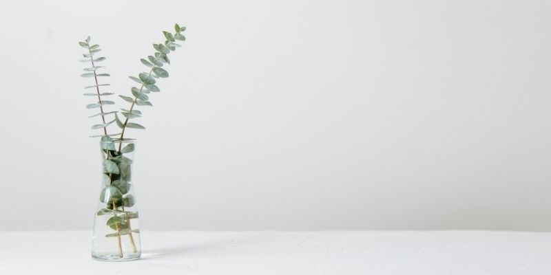 Foliage in a vase on a neutral background indicating transparent family law fixed-fee packages.